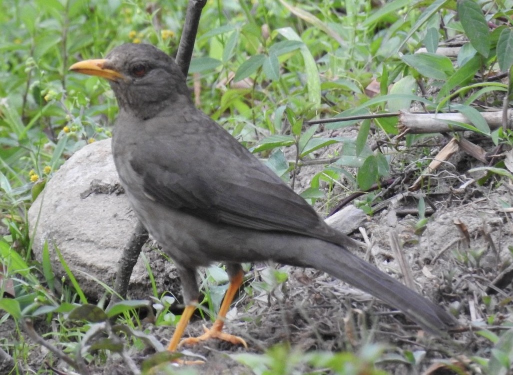Chiguanco Thrush - ML646866616