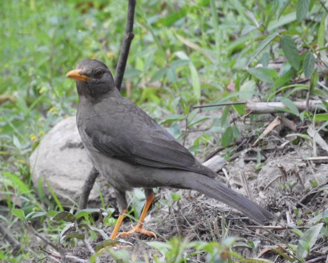 Chiguanco Thrush - ML646866617