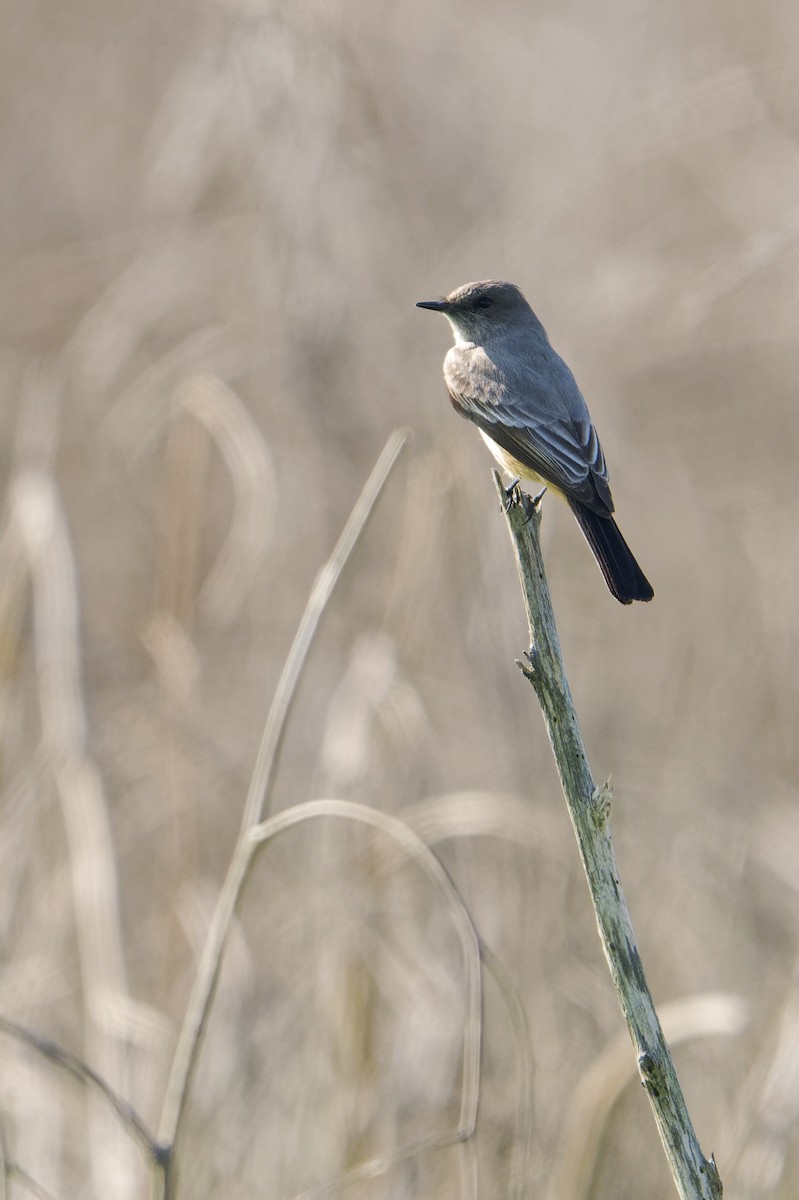Феб великий - ML646866618