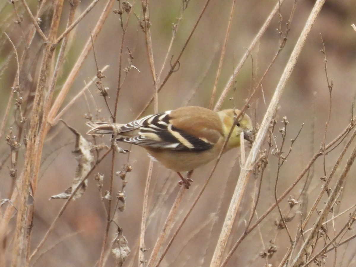 American Goldfinch - ML646866620