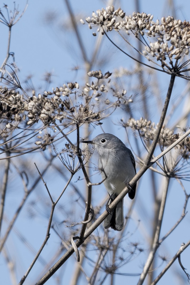 Комароловка сиза - ML646866621