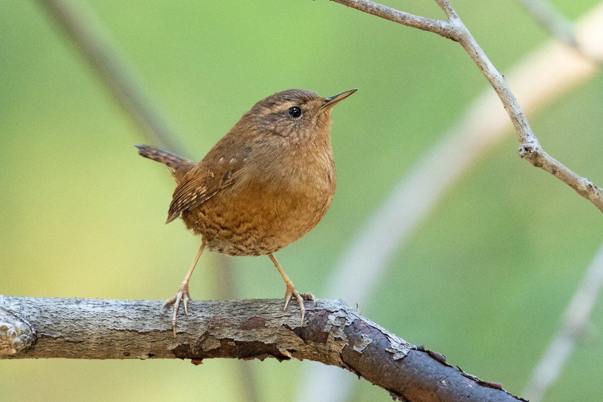 Волоочко кордильєрське - ML646866622