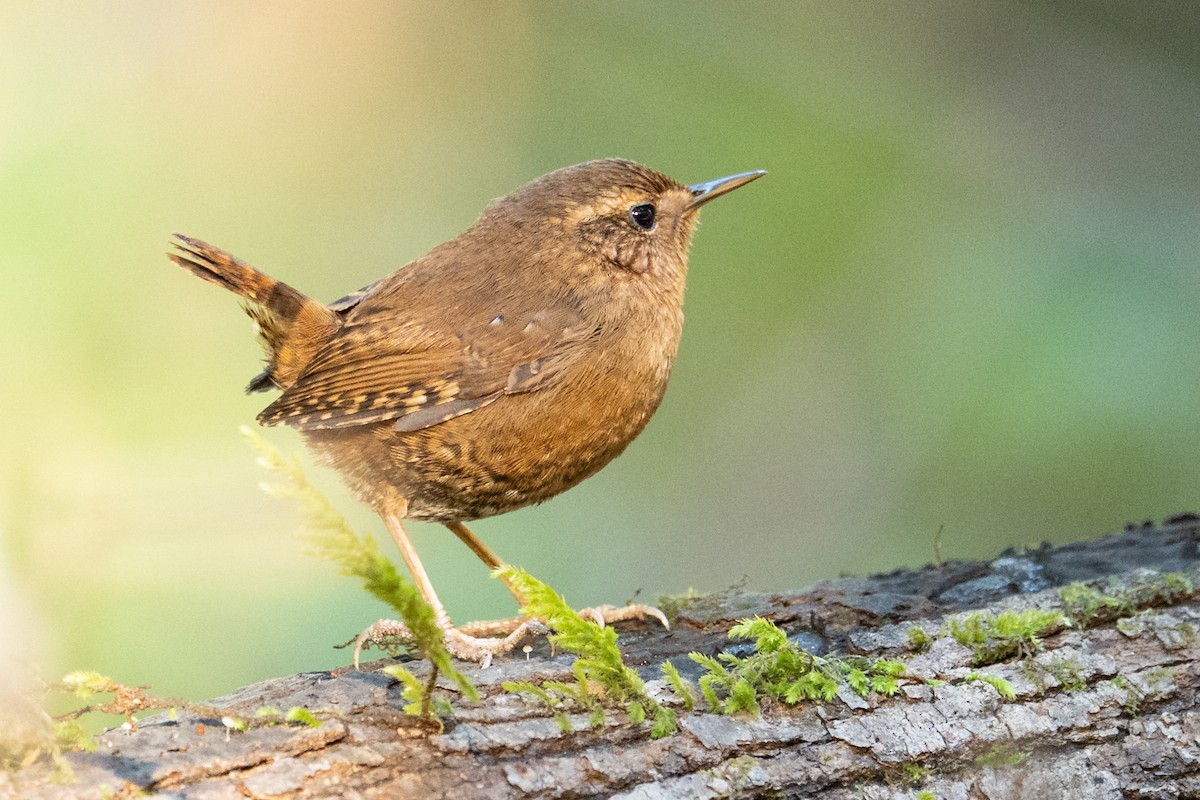 Волоочко кордильєрське - ML646866623