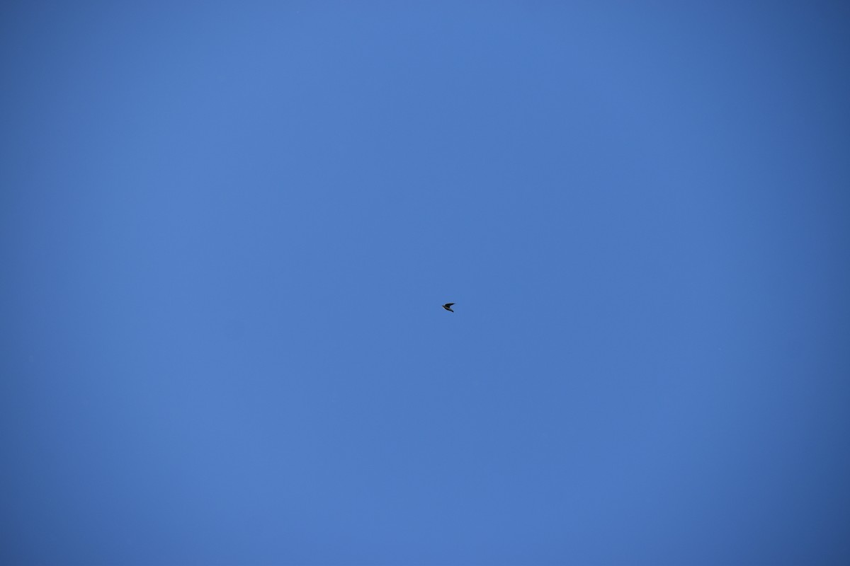 Tree Swallow - ML646866624