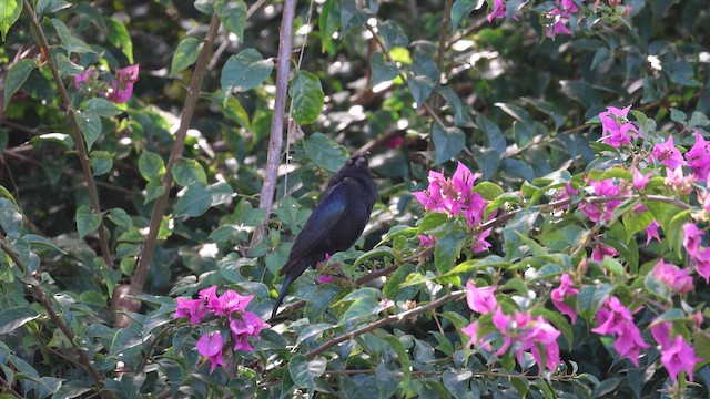 Bronzed Cowbird - ML646866625
