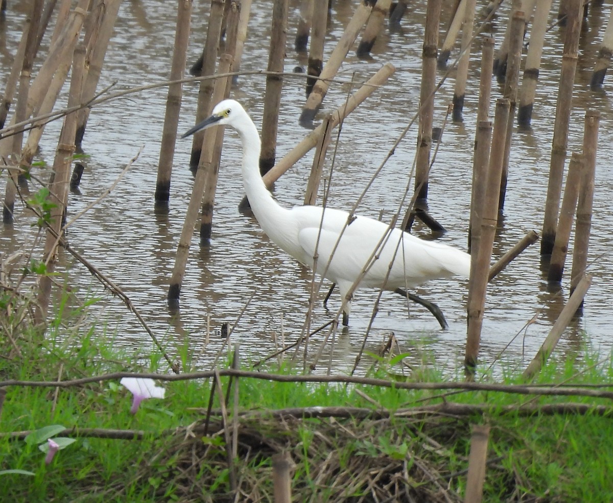 Küçük Ak Balıkçıl - ML646866627