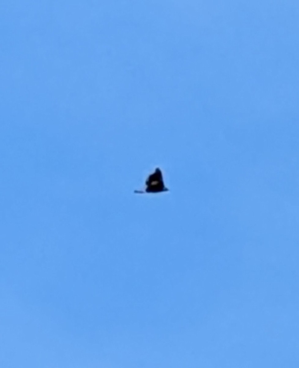 Golden Eagle - ML646866629