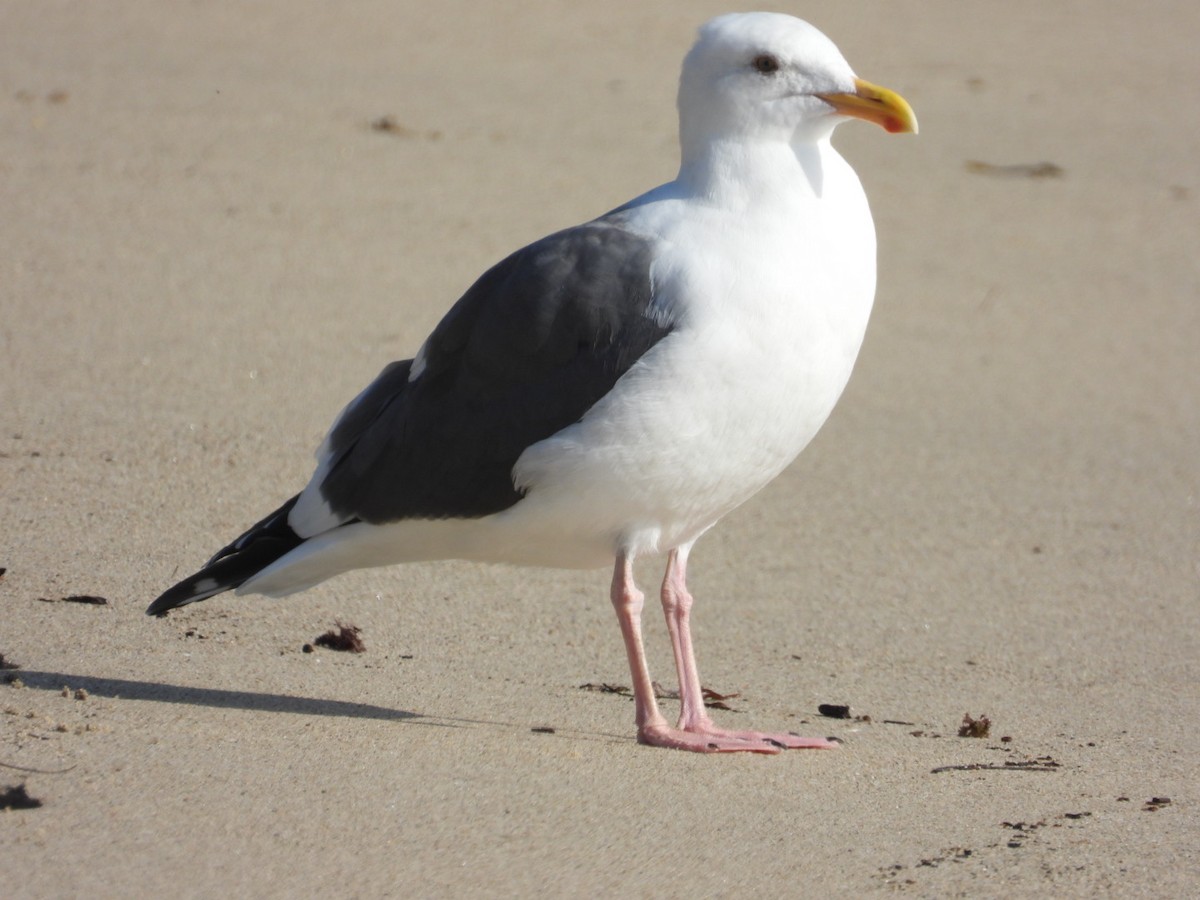 Western Gull - ML646866630