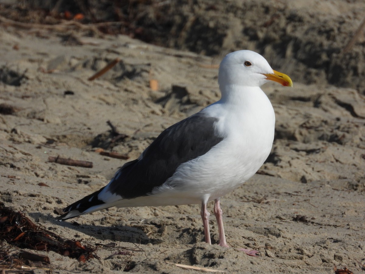 Western Gull - ML646866631