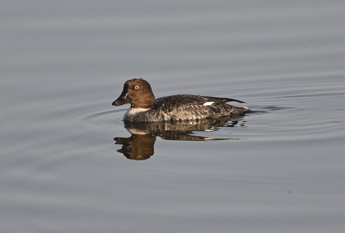 Common Goldeneye - ML646866634