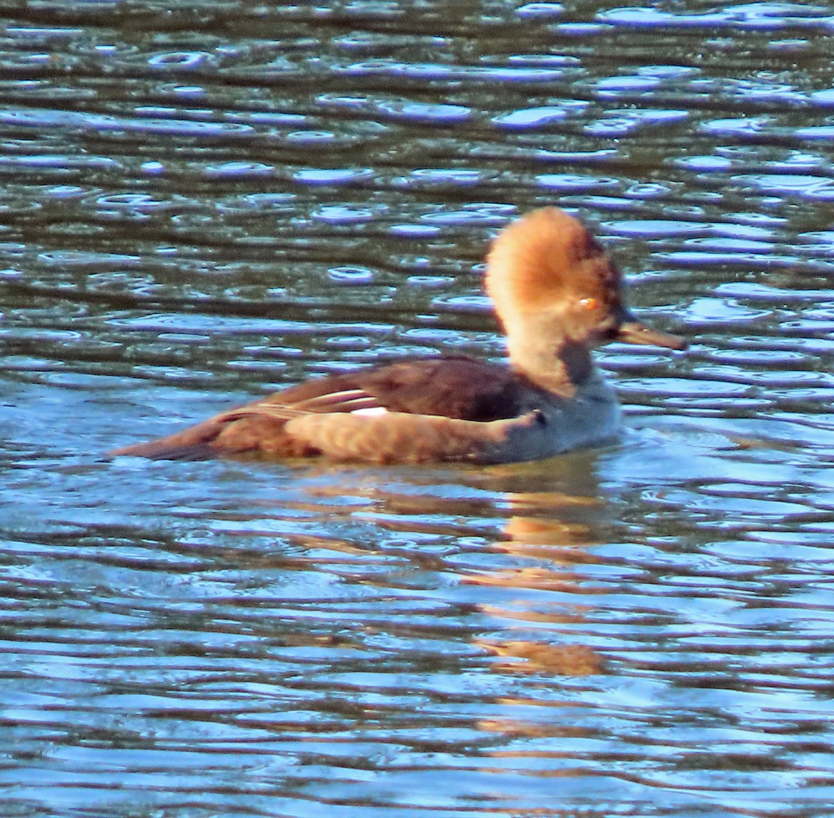 Zerra buruhandia - ML646866635