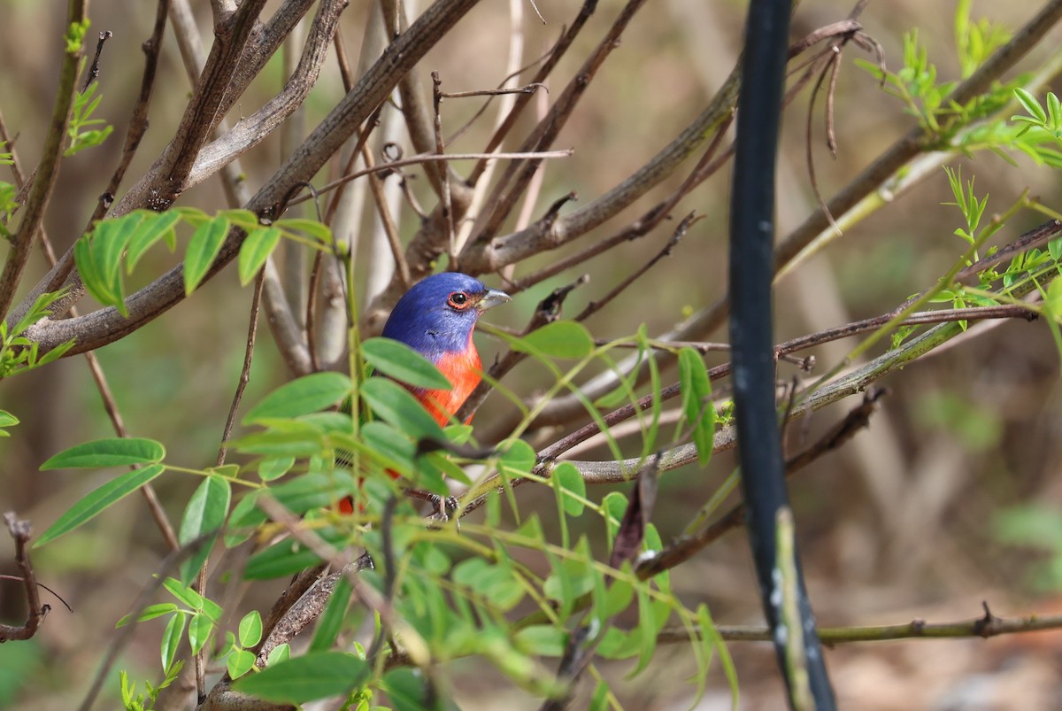 Papstfink - ML646866639