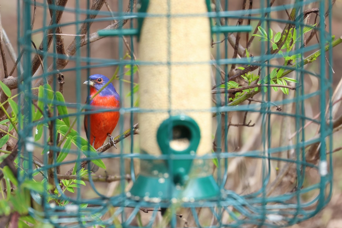 Papstfink - ML646866640