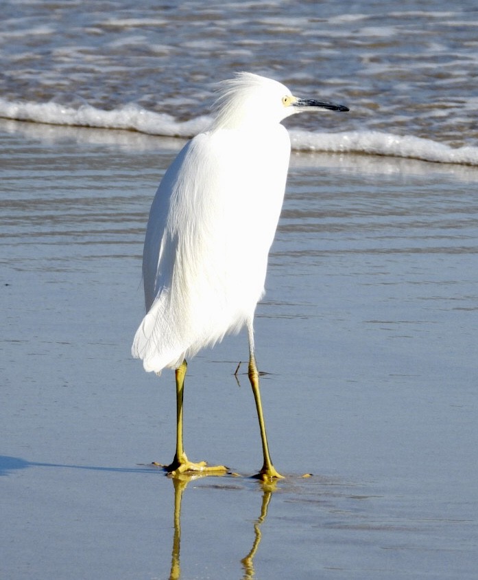 Snowy Egret - ML646866643