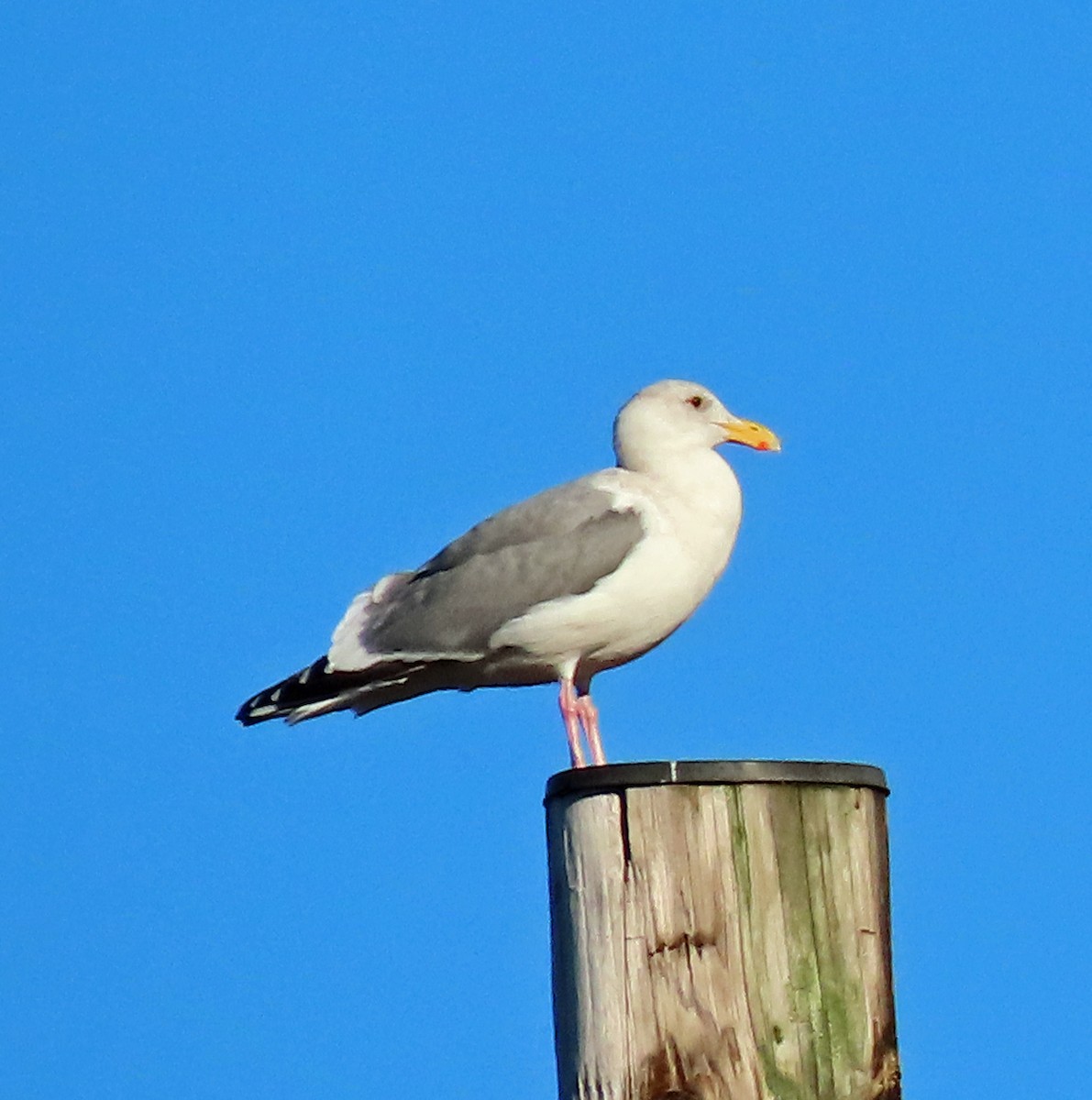 Gaviota de Bering - ML646866645