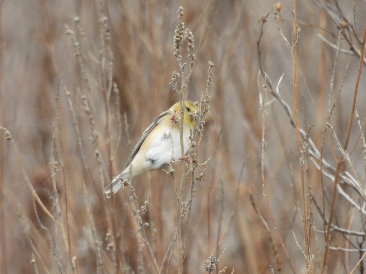 American Goldfinch - ML646866646