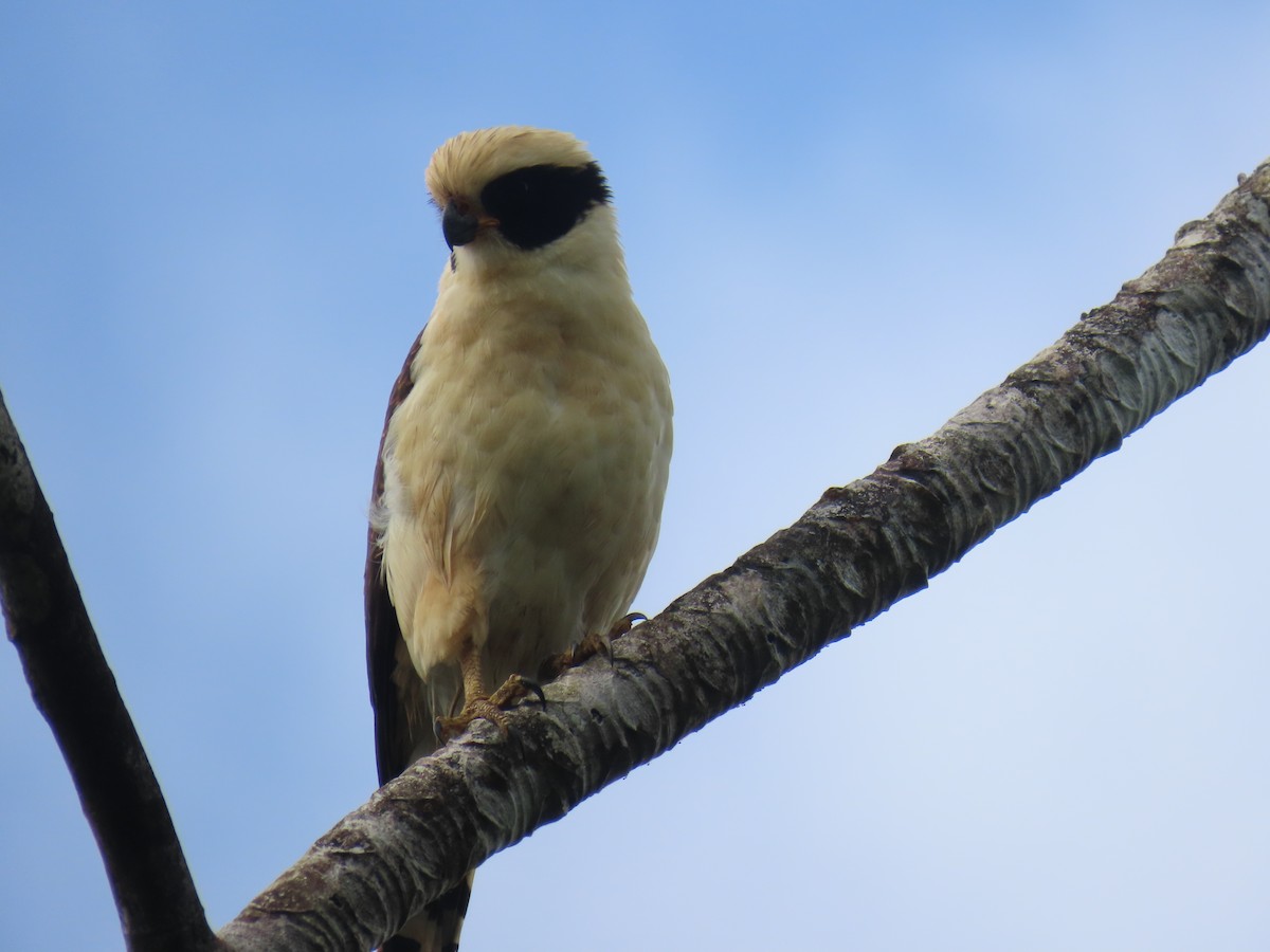 Laughing Falcon - ML646866647