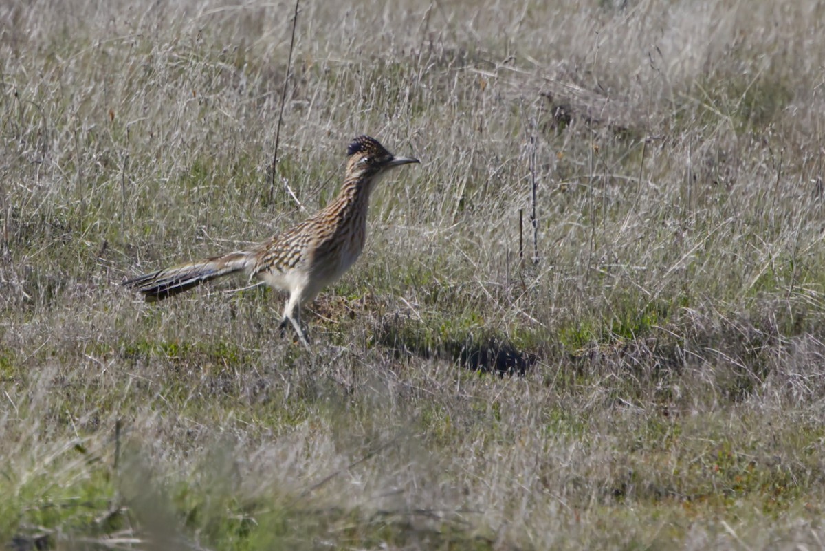 Greater Roadrunner - ML646866648