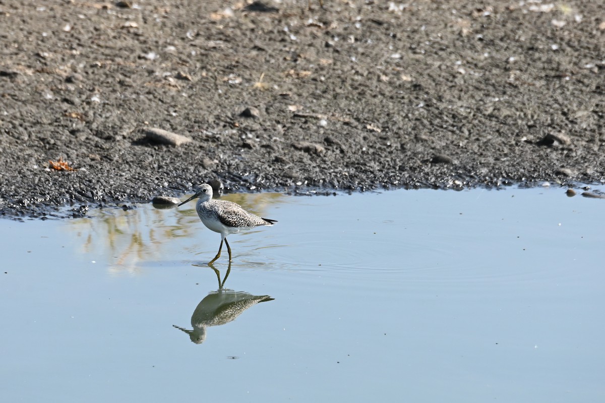 オオキアシシギ - ML646866649