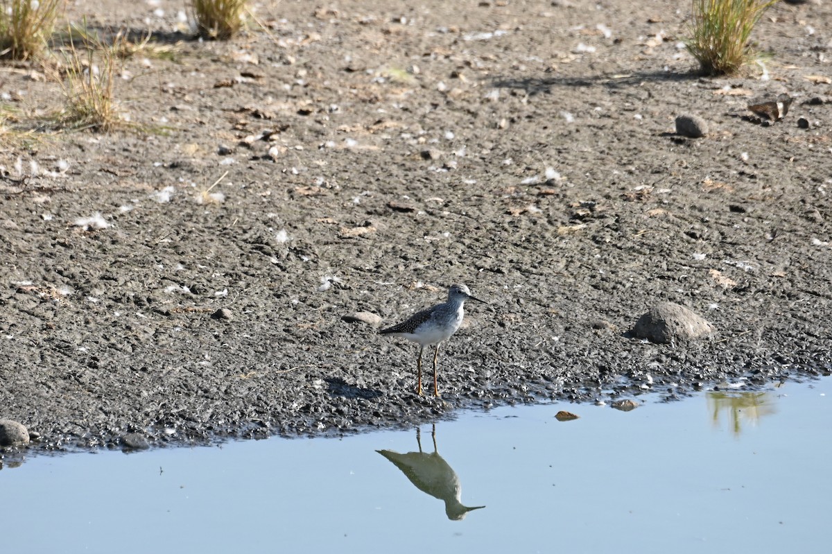 オオキアシシギ - ML646866650