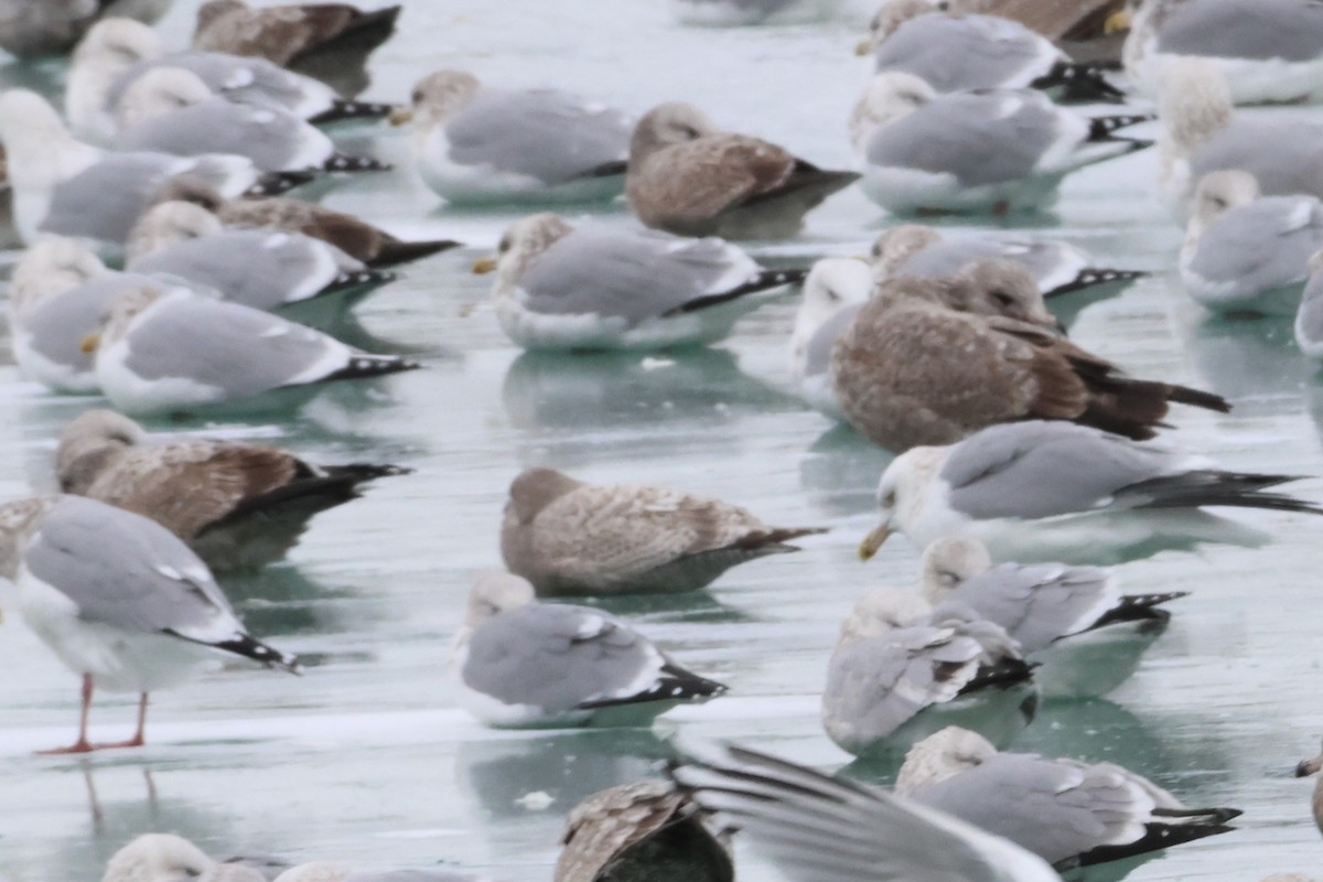 Полярная чайка (thayeri/kumlieni) - ML646866653