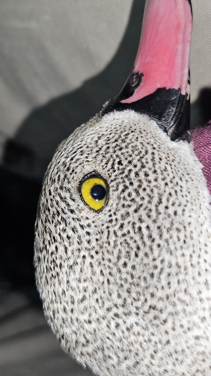 Cape Teal - ML646866654