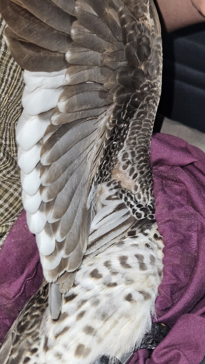 Cape Teal - ML646866655