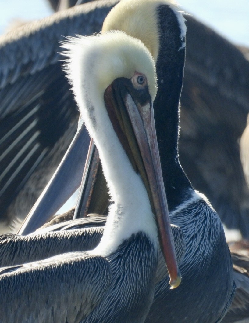 Brown Pelican - ML646866656