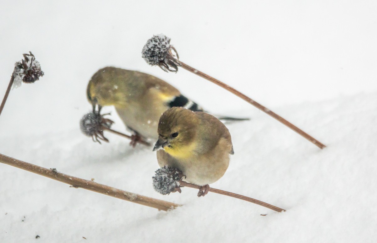 Jilguero Yanqui - ML646866657