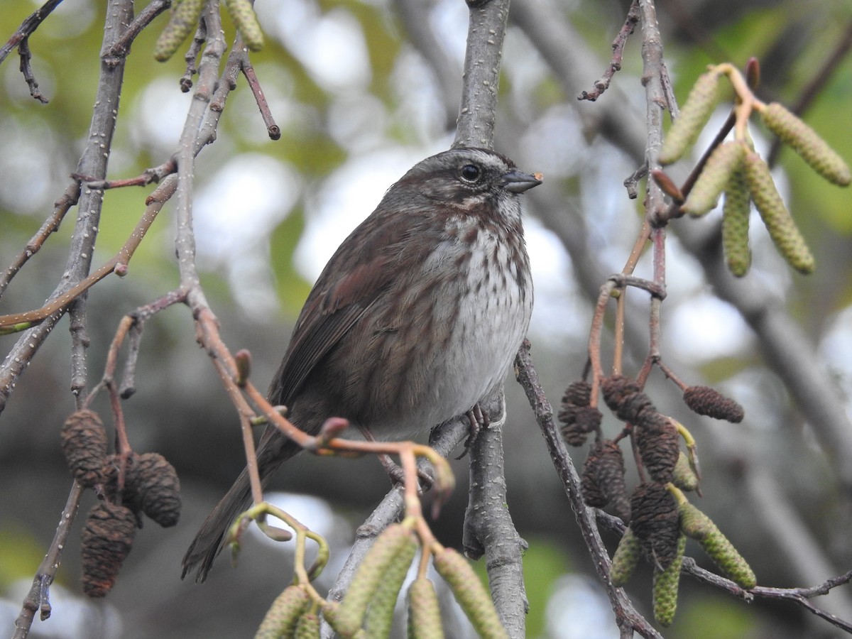 Певчая овсянка - ML646866658