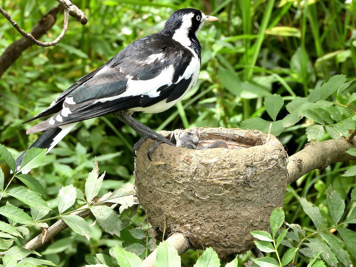 Gralline pie - ML646866664