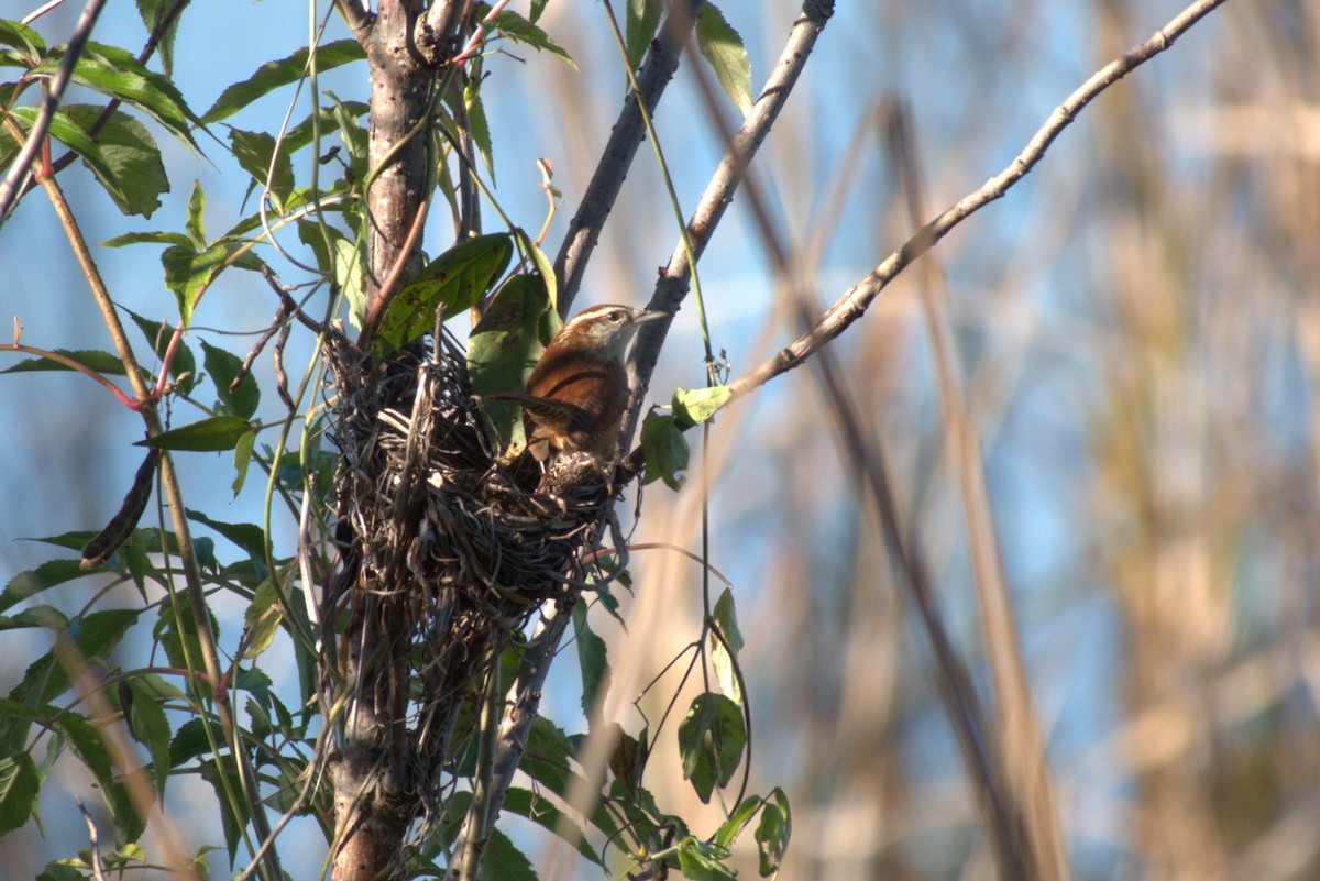 Carolinazaunkönig - ML646866667