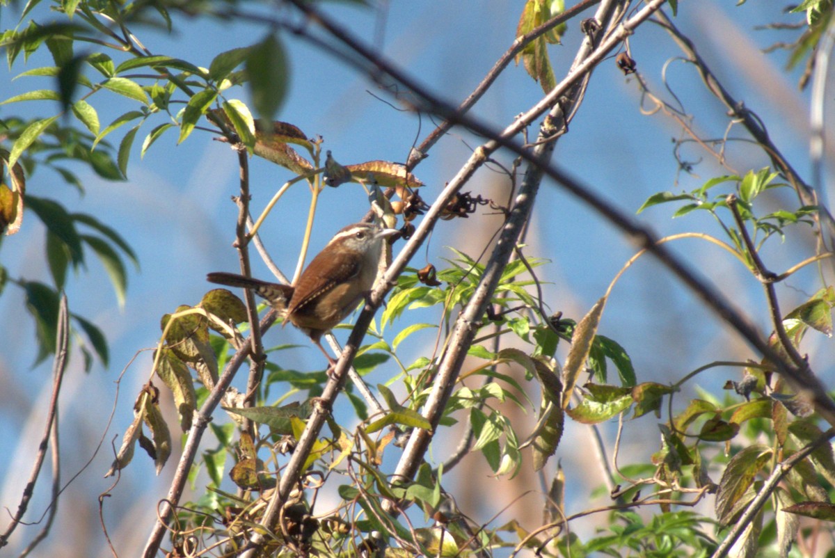 Carolinazaunkönig - ML646866668