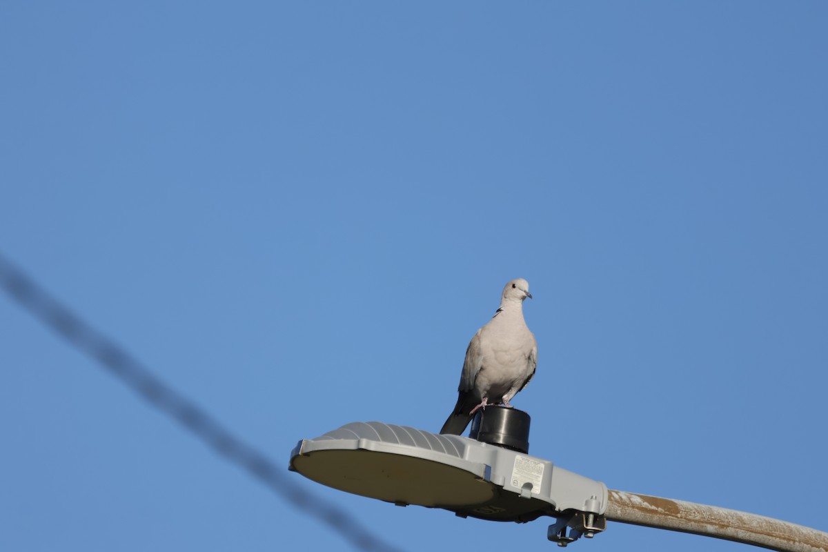 תור צווארון - ML646866669