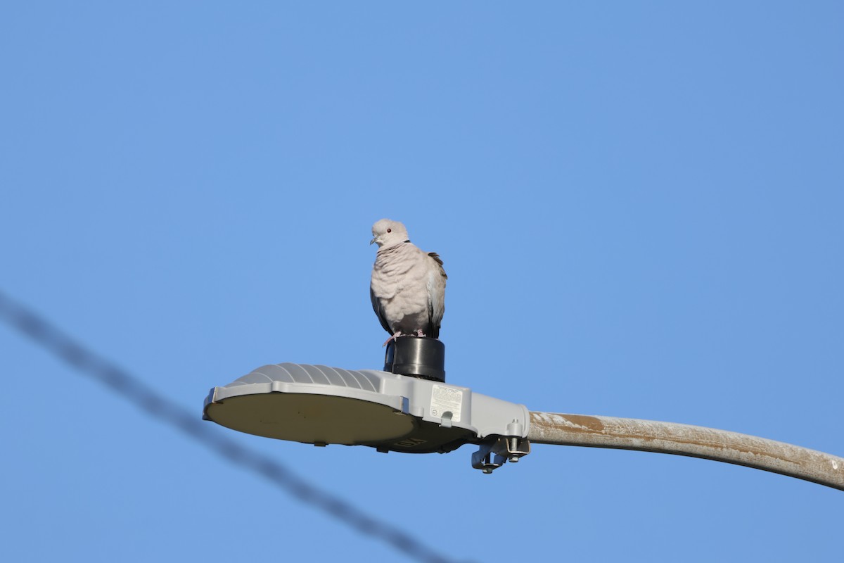 תור צווארון - ML646866670