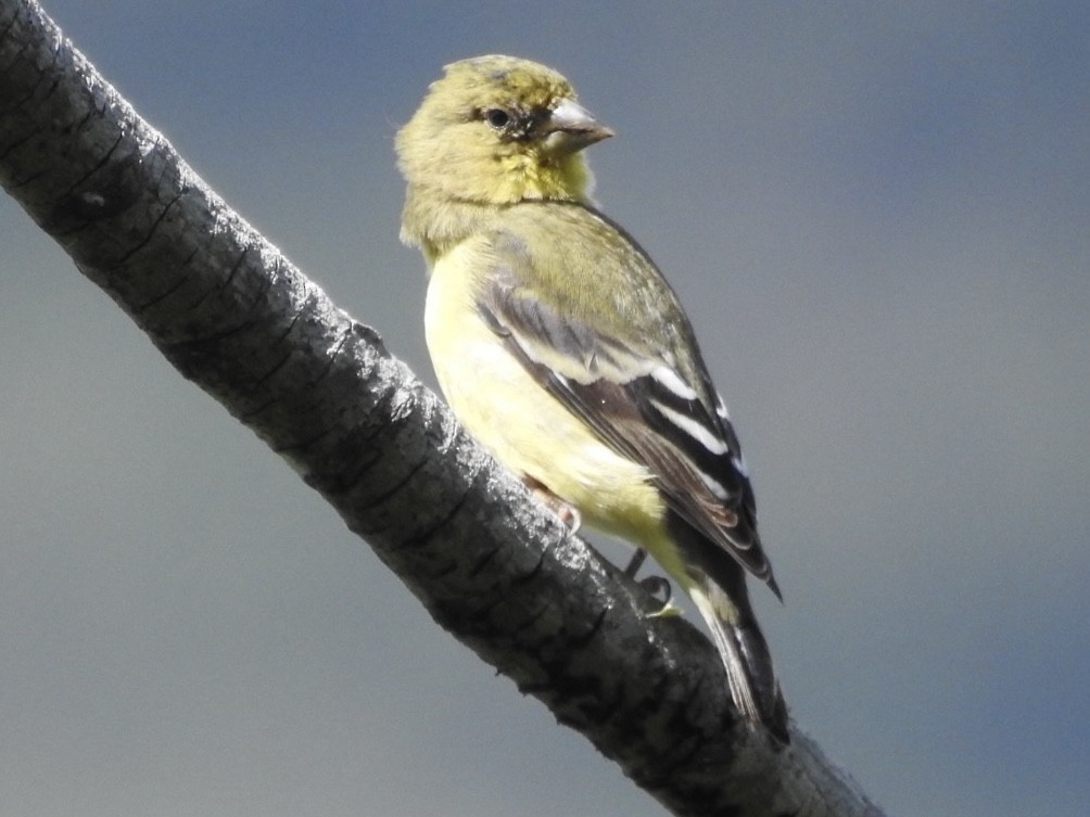 čížek jihoamerický - ML646866675