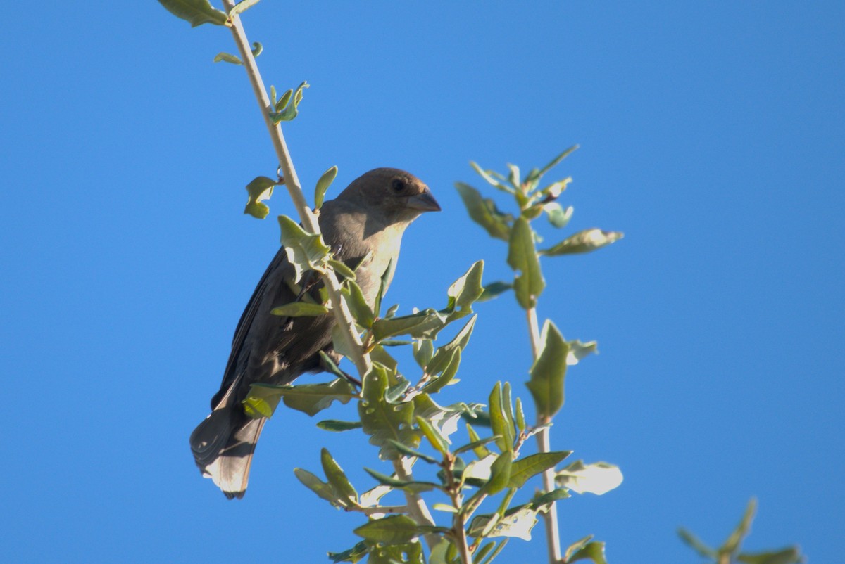Braunkopf-Kuhstärling - ML646866676
