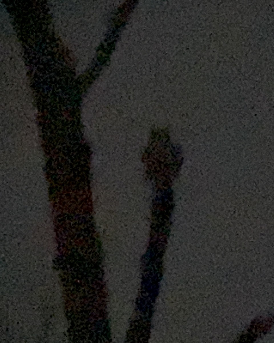 Hontz virginiarra - ML646866677