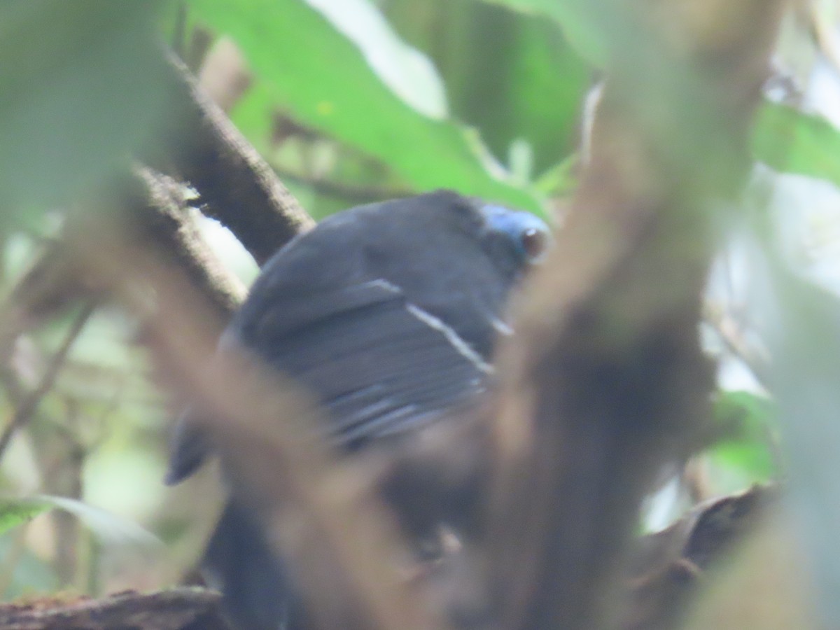 Bare-crowned Antbird - ML646866678