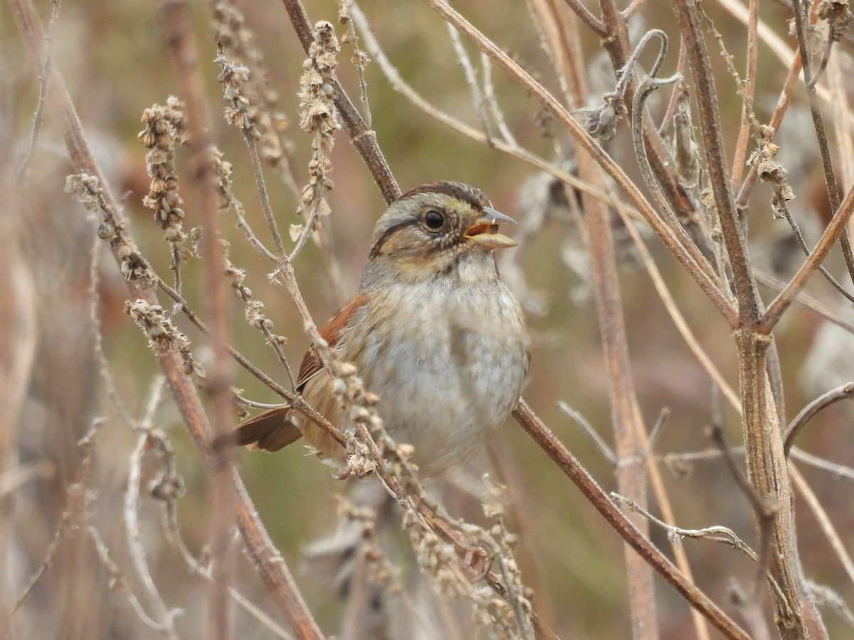 Swamp Sparrow - ML646866684