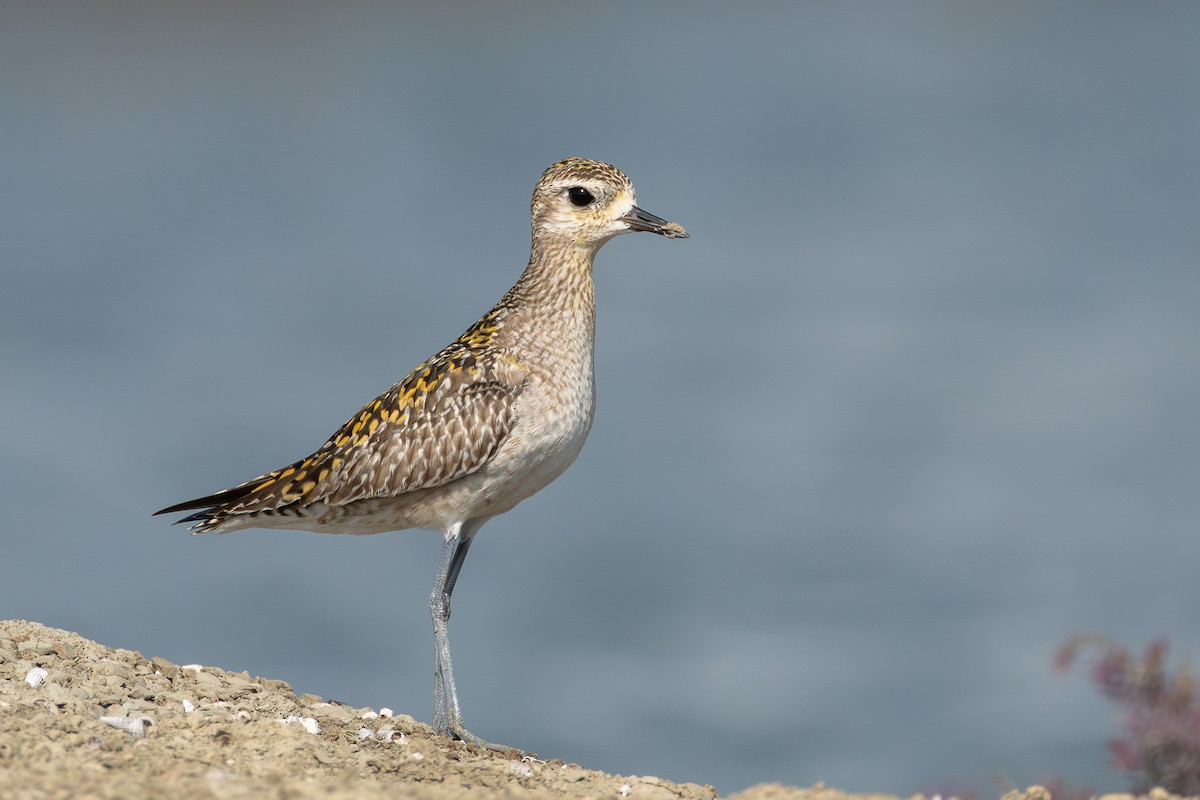 Pacific Golden-Plover - ML646866685
