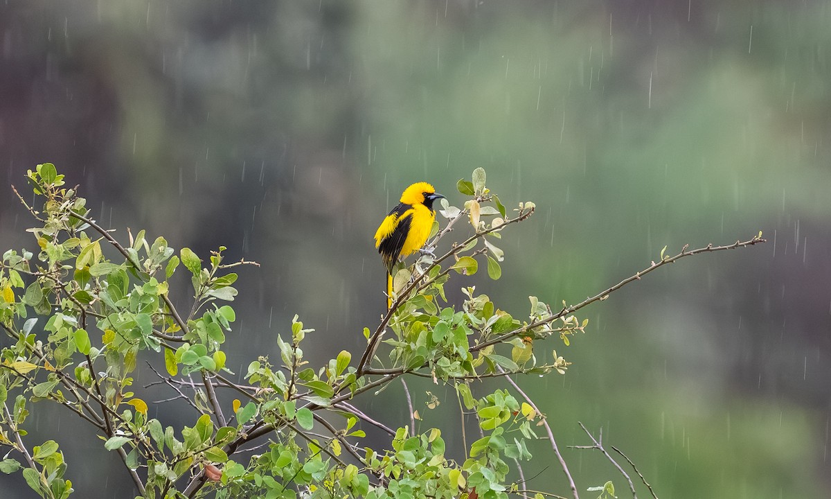 Sarı Kuyruklu Turpiyal - ML646866694