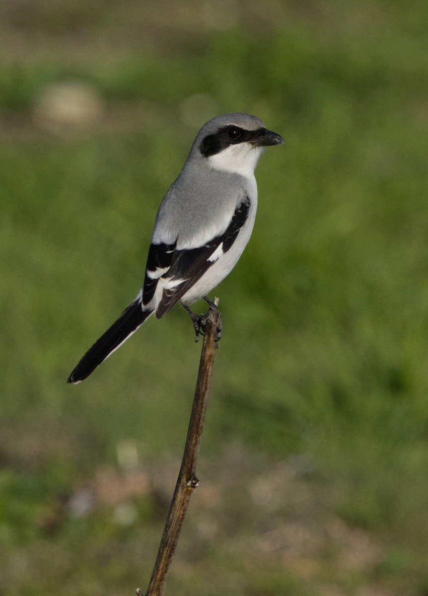 Loggerhead Shrike - ML646866695