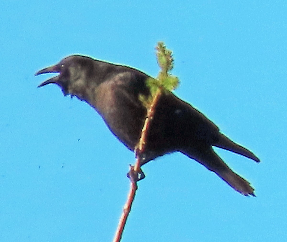 American Crow - ML646866701