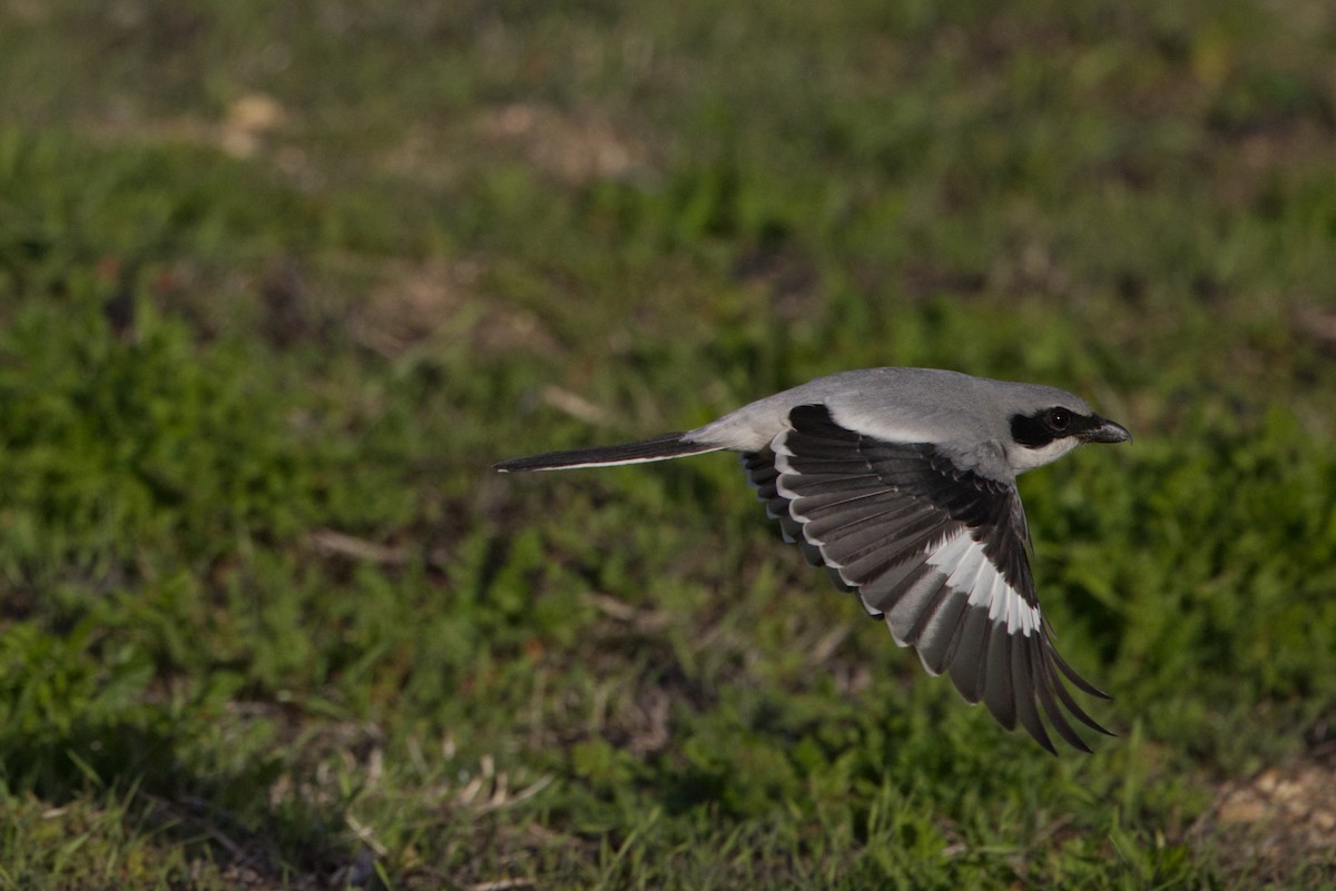 Loggerhead Shrike - ML646866702