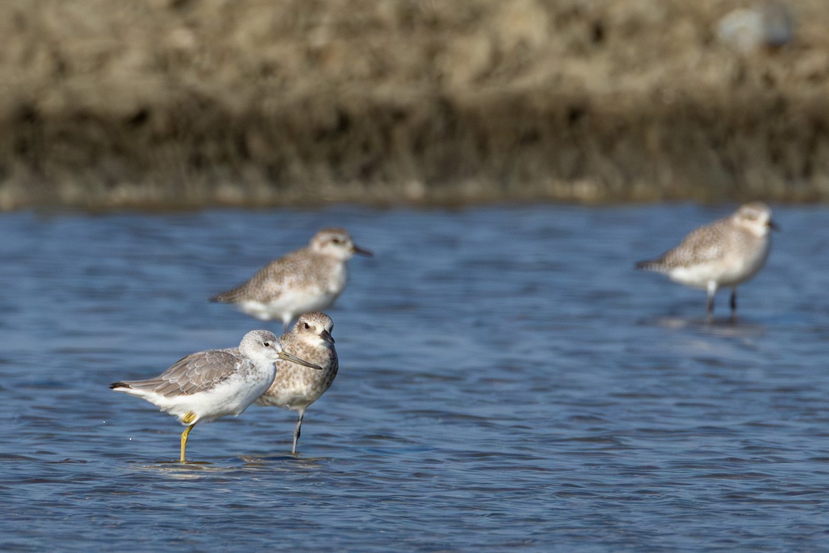 Охотский улит - ML646866704