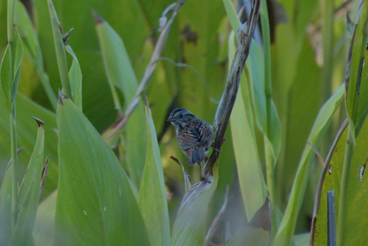 Swamp Sparrow - ML646866708