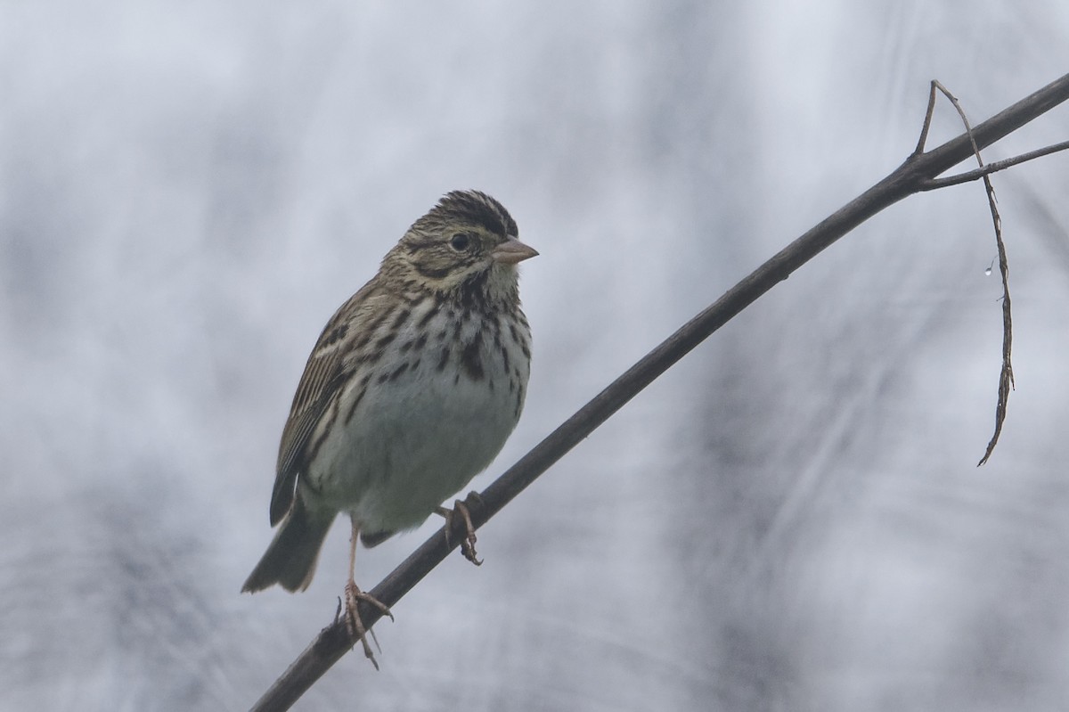Savannah Sparrow - ML646866709