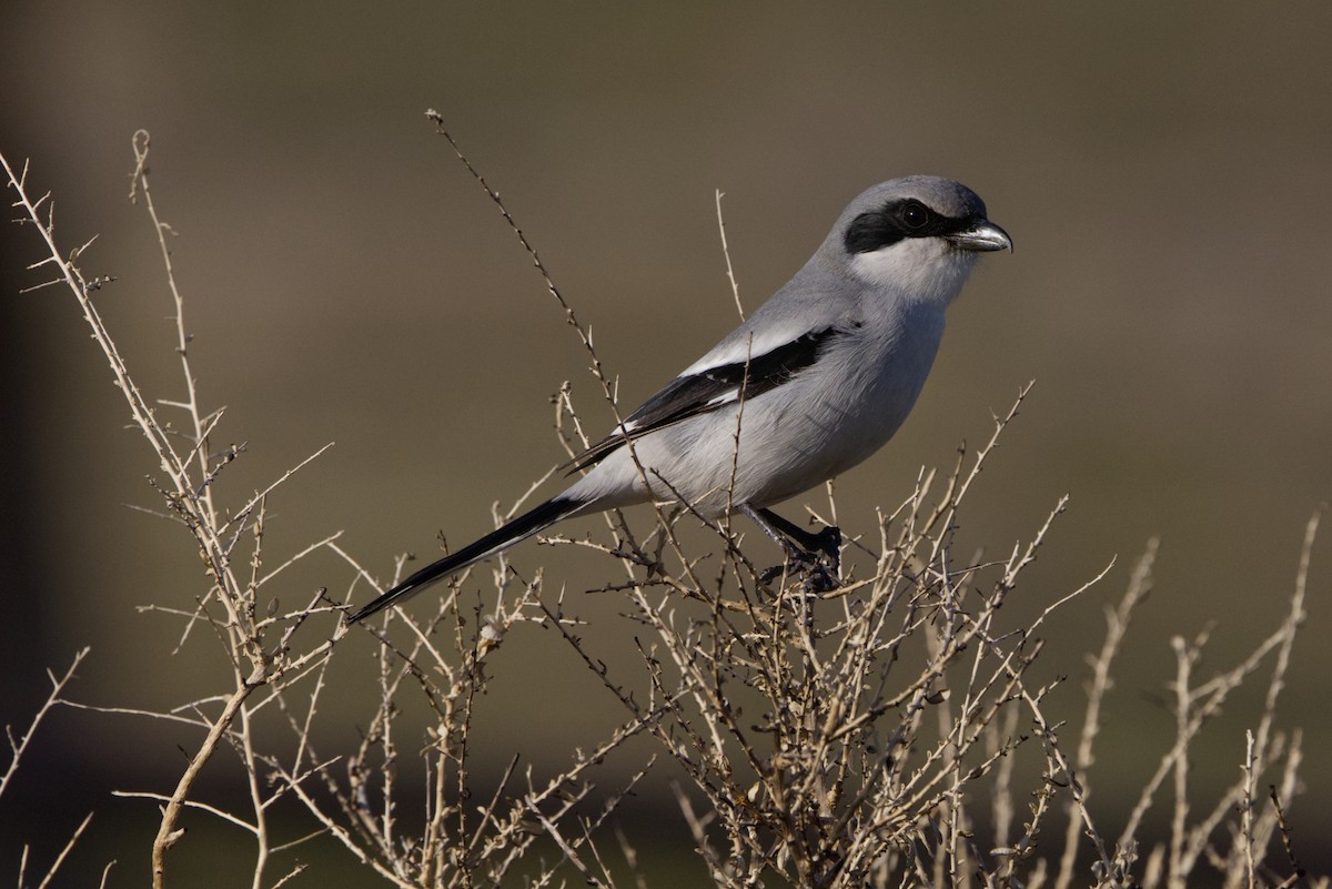 Loggerhead Shrike - ML646866711