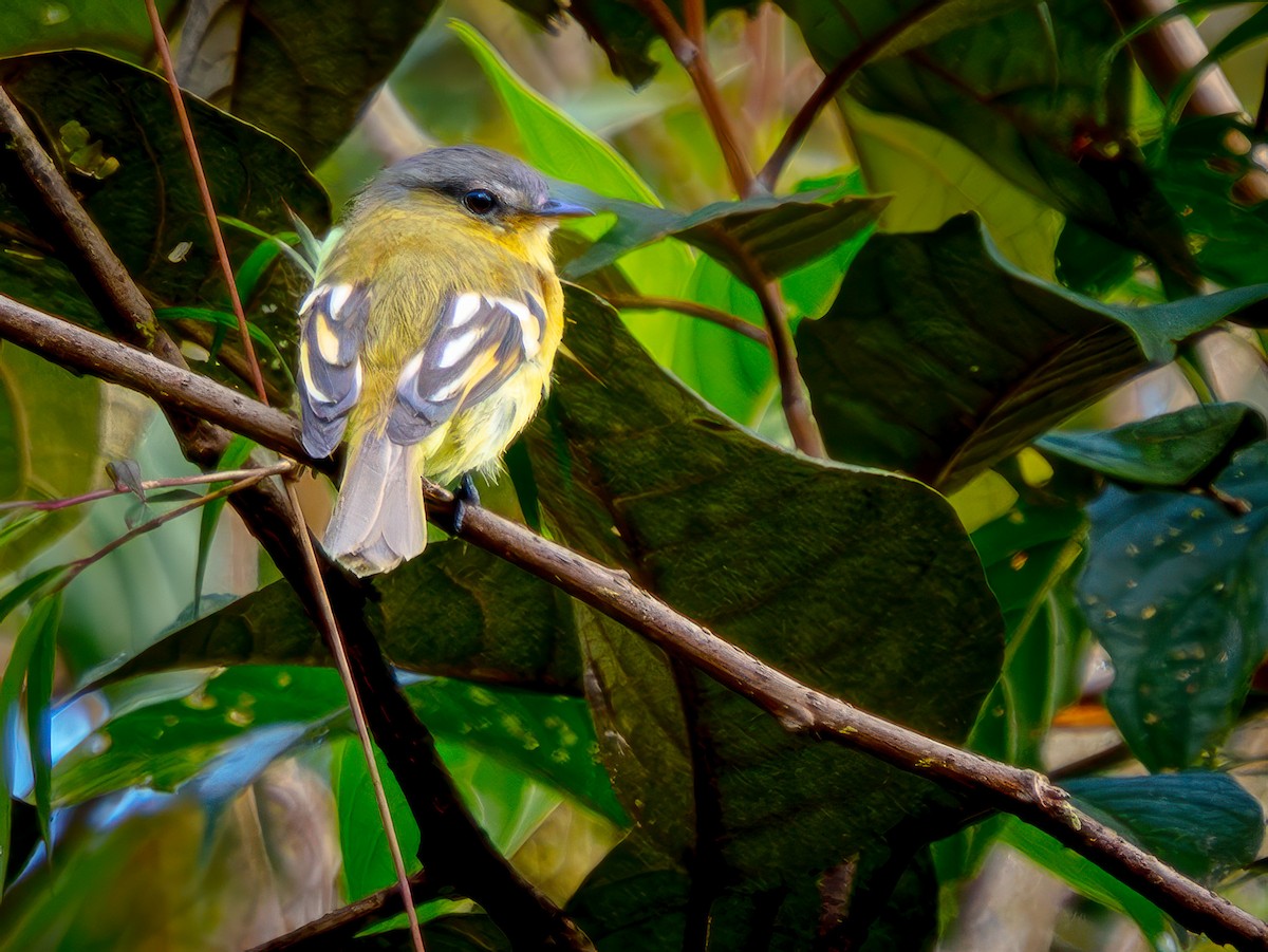 Курета золотовола - ML646866714